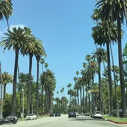 Beverly Hills Palms Drive