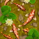Luck among the water lilies