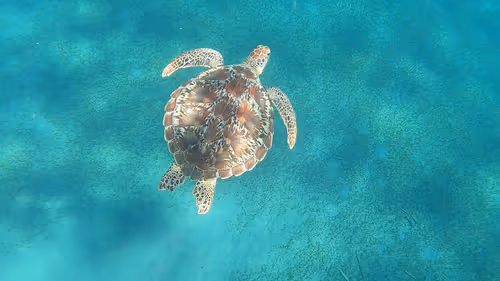 Item #57636846716625674083637003599082399011400728335992986804098864704390831276033 Media