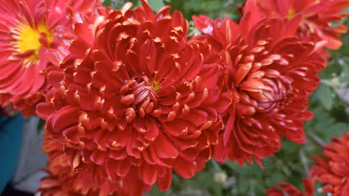 Item #113570770713770514506192035765426025094856254667732540141948933396950543237125 Media