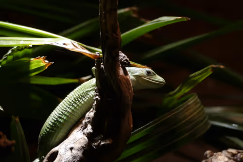 Item #52956220066904984822105294950617311198708422789705140296862517618080076529665 Media