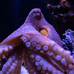 Animal Portrait Series #9. Octopus Teacher