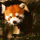 Procyon lotor