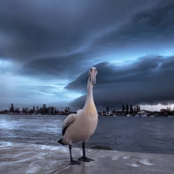 The Pelicans: 2 of 3