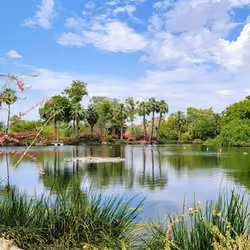 Swamp