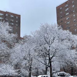 Brooklyn Snow