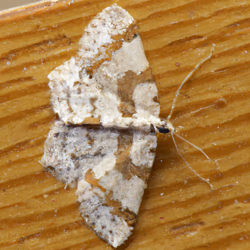 Item #71646257518770613568983710813551014237803002136866425209291834185723261485057 Media