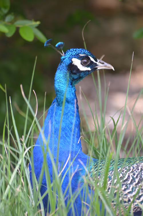 Item #97703427282030741984022634986911983897204836568735072395572896054620792553473 Media