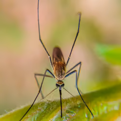 Monster Mosquito
