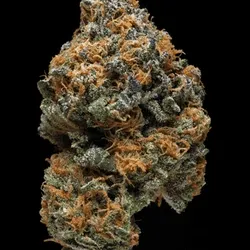 Lemon cello #9