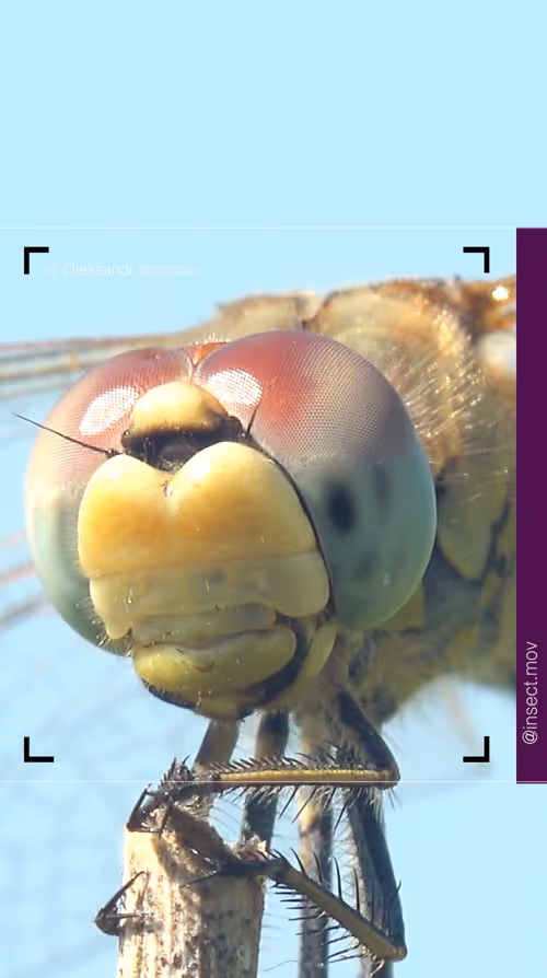 Item #77183266257059158722330087826984853452031637106264684158456640890297645006849 Media
