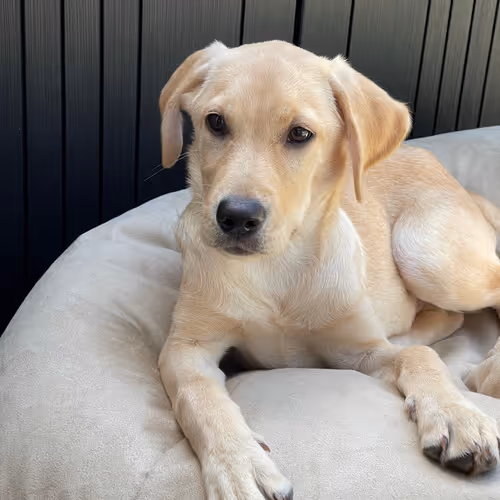 andresgiraldo1 Collection