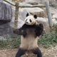 kungfu Panda