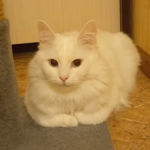 Item #763224073280193224173041358155125596503139434424356380946212140968923103233 Media