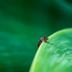 Snail