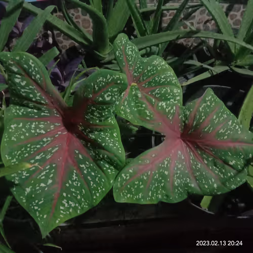 Item #15416064837448188610247350204521494909343598378477019548960405614709971091457 Media