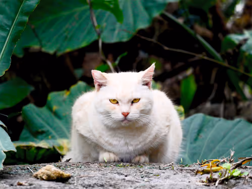 Item #55455677318123595031509472603724202920888355633279889545160944623756521766913 Media