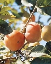 Persimmon Fruit