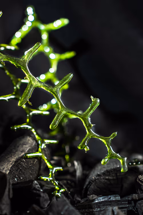 Item #13800958519219812391600490804879685410655097150635190822712511120698209468666 Media