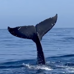 Slap Shot the Humpback Whale Tail Slapping