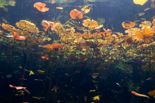 Item #25422583313571458459737529461820134862175223810011730482418987921144490754049 Media