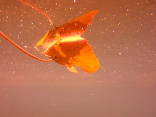 Item #115430421716330114127925714386191036467996783471008022249532804583635676037121 Media