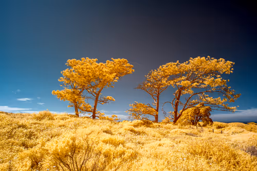 Item #19370616966559748584435896432036154917692480584478998448395270149501391732737 Media