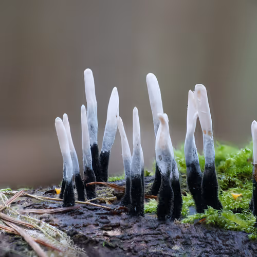 Realfungi