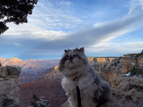 Item #88063557034118437660925886446302507819426649905583175627315428971803513454593 Media