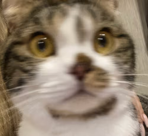 Item #51714780314179032241787952776522636894904578774096726712782613628456160722945 Media