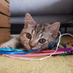 Lazy Lio (5/10)
