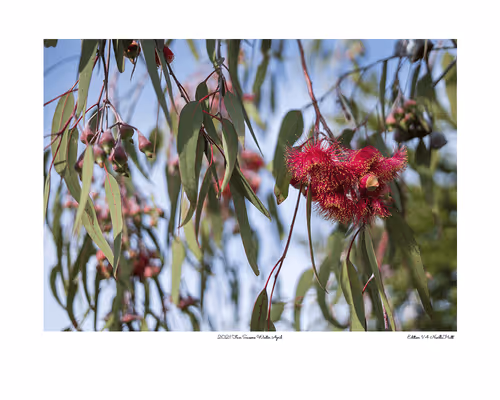 Item #24600310660482288606297797528155087939323639147399647196853483643539306840065 Media