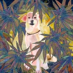Chronic condition-死亡的起點有沒有天堂(#16 of 19)