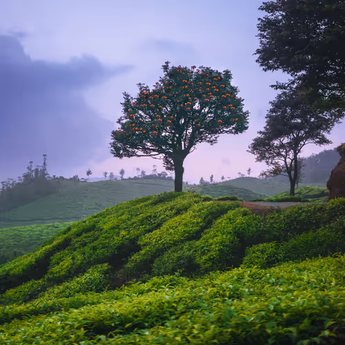 NATURE BEYOND SOLITUDE