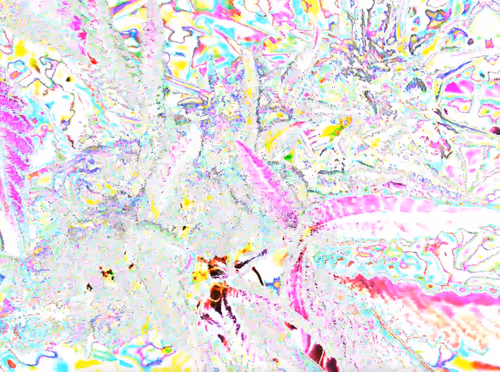 Item #83970981387443879143921485150900069530799783516997234463864977575469238976513 Media