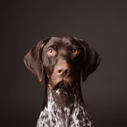 German Shorthaired Pointer #DA166