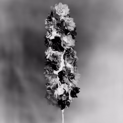 Anthos #44 - Larkspur