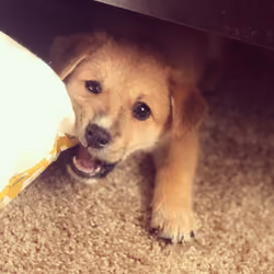 doge vs. pillow 