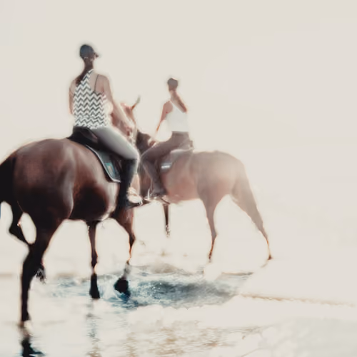 Bathing horses in the English Channel