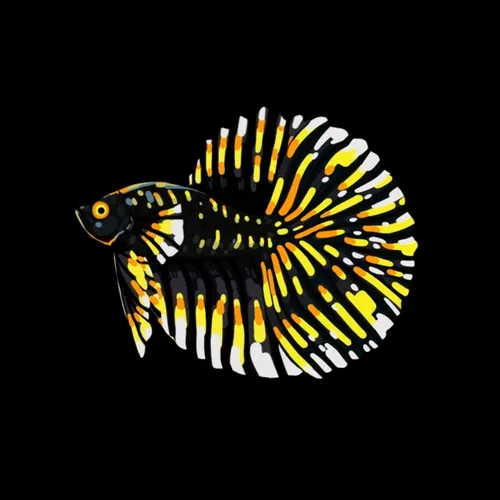 BETTA FISH