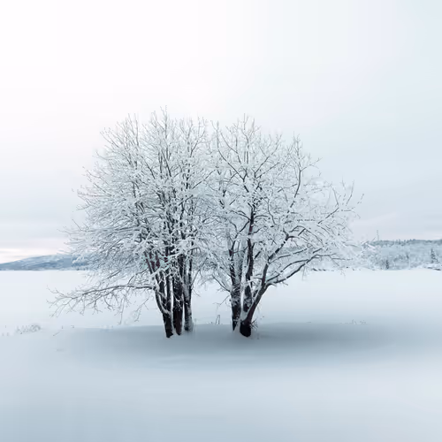 Frozensilence S3h2ODH2c6
