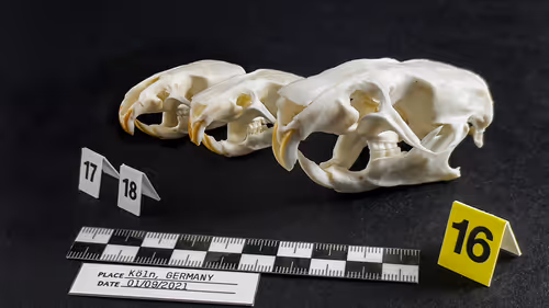 Item #32615301797037247882275066843320251953525887094996780073489952974705652662273 Media