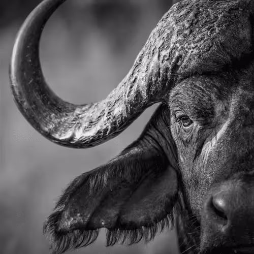 [The Big 5]