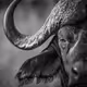 [The Big 5]