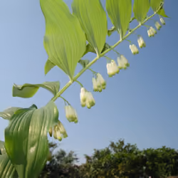 Bell Flowers