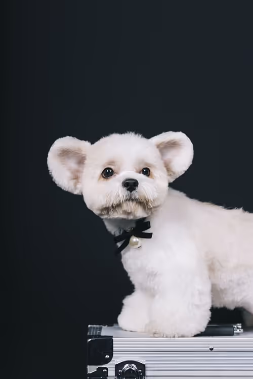 Item #21607923784025543658024067331009769919395041958272689574271021081478970736641 Media