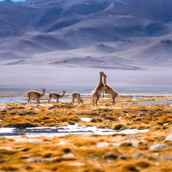 The Vicuña