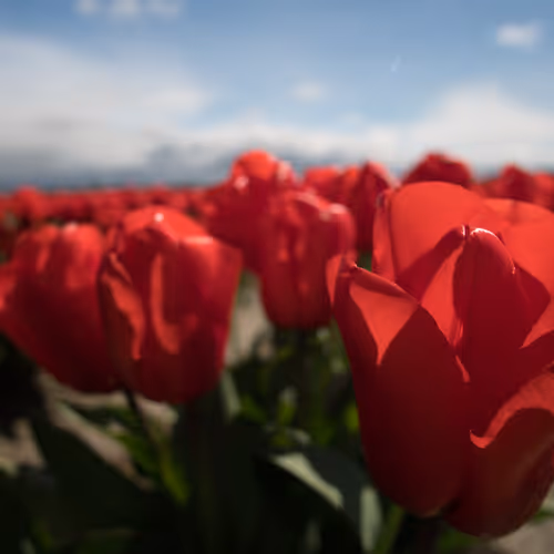 madinifty Collection - old