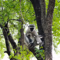 Kruger National Park Monkeys