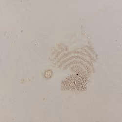 Unique Sands #16